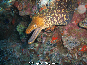 This photo was taken of tenerife canary Islands by Stephen Seymour 